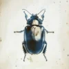Leinwand Beetle 40 x 50 cm