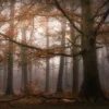 Leinwandbild Baum, braun, 70x50 cm DD123026
