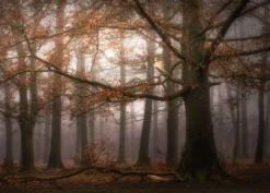 Leinwandbild Baum, braun, 70x50 cm DD123026