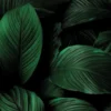 Leinwandbild Blätter, dunkelgrün, 100x40 cm DD123224