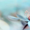 Leinwandbild Blume, blau, 100x40 cm DD123222