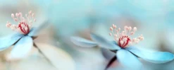 Leinwandbild Blume, blau, 100x40 cm DD123222