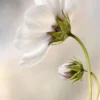 Leinwandbild Blume, weiß, 50x70 cm DD123116
