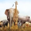 Leinwandbild Elefant, beige, 70x50 cm DD123110