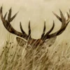 Leinwandbild Hirschgeweih, beige, 70x50 cm DD123047