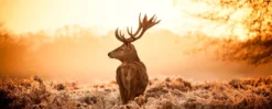 Leinwandbild Hirsch, orange, 100x40 cm DD123228
