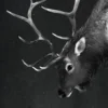 Leinwandbild Hirsch, schwarz, 50x70 cm DD123174