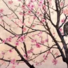 Leinwandbild Kirschblüten, rosa, 100x40 cm DD123239