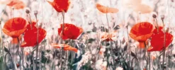 Leinwandbild Mohnblumen, rot, 100x40 cm DD123220