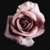 Leinwandbild Rose, rosa, 50x50 cm DD123256