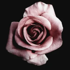 Leinwandbild Rose, rosa, 50x50 cm DD123256