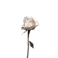 Leinwandbild Rose, weiß, 50x50 cm DD123255