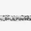 Leinwandbild Schafherde, weiß, 100x40 cm DD123235