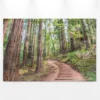 Leinwandbild Wald, 90x60 cm DD120304