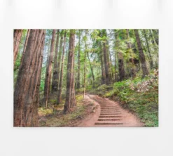 Leinwandbild Wald, 90x60 cm DD120304