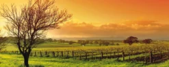 Leinwandbild Weinberg, orange, 100x40 cm DD123205