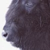 Leinwand Black Buffalo 30 x 45 cm
