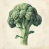 Leinwand Brokkoli 30 x 30 cm