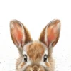 Leinwand Brown Baby Bunny 30 x 45 cm