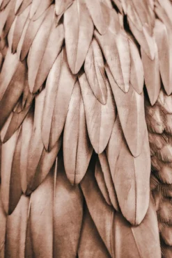 Leinwand Feathers I 30 x 45 cm