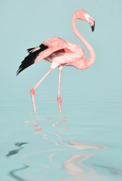 Leinwand Flamingo Water 30 x 45 cm