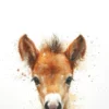 Leinwand Foal 30 x 45 cm