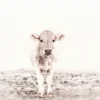 Leinwand Highland Cattle III 45 x 30 cm