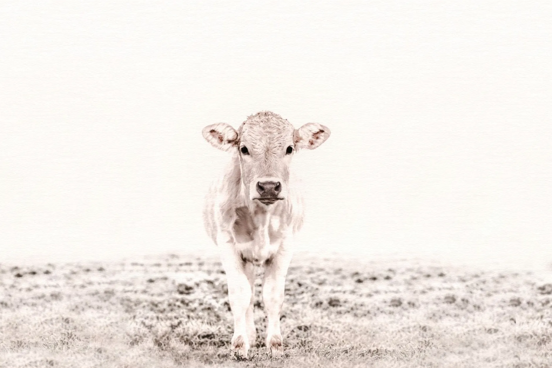Leinwand Highland Cattle III 45 x 30 cm