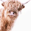Leinwand Highland Cattle II 30 x 45 cm
