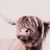 Leinwand Highland Cattle I 30 x 45 cm