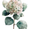 Leinwand Hortensie Rose 40 x 50 cm