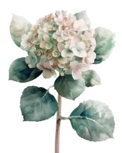 Leinwand Hortensie Rose 40 x 50 cm