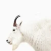 Leinwand Mountain Goat 30 x 45 cm