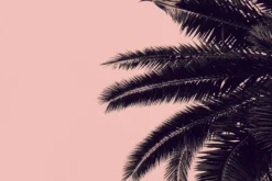 Leinwand Palm Tree 45 x 30 cm