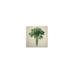 Leinwand Sellerie 30 x 30 cm