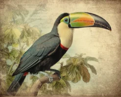 Leinwand Toucan Vintage 40 x 50 cm