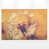 Livingwalls Leinwand, Pusteblume, Unscharfer hintergrund, 90x60 cm DD120286