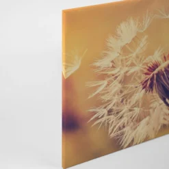 Livingwalls Leinwand, Pusteblume, Unscharfer hintergrund, 90x60 cm DD120286