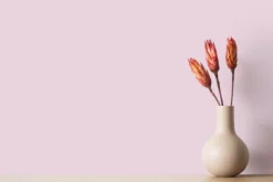 The Color Kitchen Wandfarbe Pink 